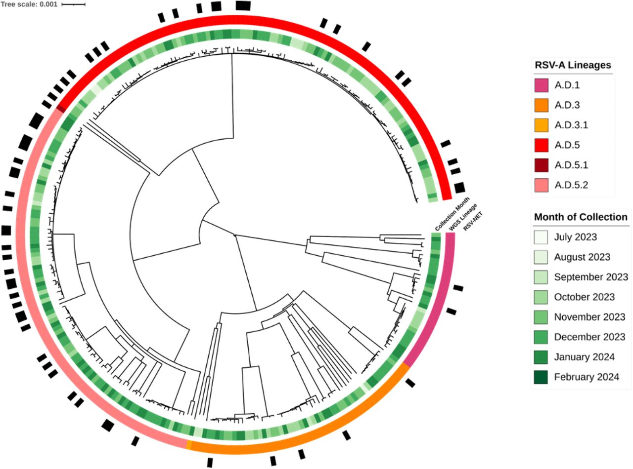 Midpoint-rooted phylogenetic trees of RSV-A genomes. Annotations denote the following, from innermost to outermost rings: month of specimen collection, whole-genome lineage type (4), and documentation of the case in the RSV-NET database of RSV-associated hospitalizations and deaths (15).
