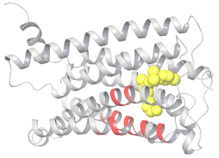 Intramembrane residues of TM3, TM4, and TM5 (red) near the tail binding pocket in the active state conformation of CB1. The agonist ligand is shown in yellow.