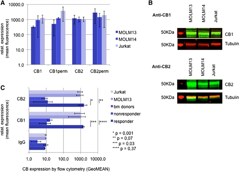 Expression of CB1 and CB2 in acute leukemia. a FACS flow cytometry based analysis of intracellular (CB1/2 perm) and extracellular CB expression levels in MOLM and Jurkat cell lines. b Western immunoblotting expression analysis of CB1 and CB2 in Jurkat and MOLM leukemia cell lines. The major isoform of CB1 (1a long) has a molecular weight of 52 KDa. CB2 is expected at 40-50 KDa. c Exracellular CB1/CB2 expression levels of native leukemia cells (n = 12) and comparatively bone marrow donors (n = 10) and the Jurkat and MOM13 cell lines as assessed by flow cytometry. The responder/nonresponder cohort (n = 4, resp. n = 8) contains patient samples responsive/non-responsive towards THC ex vivo. (*-****) statistical significance at p < 0.05 (Student’s t-test)
