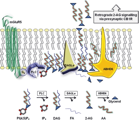 ABHD6 is strategically positioned to regulate 2-AG levels at the site of its generation. ABHD6 is an integral membrane protein localizing to the post-synaptic neuronal membrane. The PLC-DAGLα pathway cleaves the membrane phospholipid PIP2 to generate 2-AG for retrograde signalling through pre-synaptic CB1Rs (Fig. 2). Immunohistochemical studies indicate that in neurones ABHD6 localizes to sites of 2-AG generation, including post-synaptic dendrites of principal glutamatergic neurones as well as some GABAergic interneurones (Marrs et al. 2010). 3D structure of ABHD6 has not been resolved but the catalytic triad (depicted as mouth) is predicted to face the cytosol/intracellular membrane (Blankman et al. 2007).