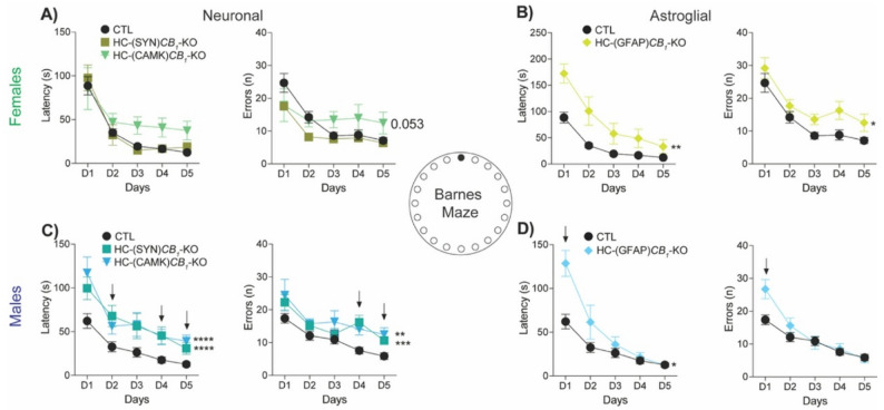 Learning and memory. Animals performed the Barnes maze for five consecutive days, and the latency and number of errors made before reaching the target hole were recorded. In females, neuronal deletion showed no alterations, except for an increased number of errors observed in the HC(CAMK)CB1-KO group (A, right panel). Females (A, B) with the astrocytic CB1 deletion showed a clear learning impairment, needing more time to reach the target hole (B, left panel). The number of errors was also increased (B, right panel). By contrast, significant differences were found in males (C, D) with CB1 deletion in neurons (HC(SYN)CB1-KO) and principal neurons (HC(CAMK)CB1-KO), increasing both the latency to reach the target hole (C, left panel) and the number of errors made (C, right panel). HC(GFAP)CB1-KO animals also showed higher latency times (D). Day differences were observed with the control (black arrow). Data are presented as mean ± S.E.M. Statistical analysis by Two-Way ANOVA test followed by Sidak’s multiple comparison test. * p < 0.05, ** p < 0.01, *** p < 0.001, *** p < 0.0001 vs. CTL. See Table S1 for detailed statistics