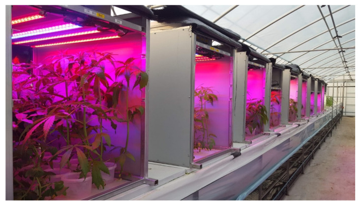 Hemp plant under treatment in steel made chamber (80 cm × 60 cm × 80 cm) equipped with different LED light. Here and subsequent models: L1, Natural light; L2, White; L3, R8:B2; L4, R7:B2:G1; L5, R7:B2:FR1; L6, R6:B2:G1:FR1; L7, R5:B2:W2:FR1; L8, R5:B2:G1:FR1:UV1; L9, R6:B2:FR1:UV1; L10, R4:B2:W2:FR1:UV1; L11, R2:B2:G2:W2:FR1:UV1. All treatments used a photosynthetic photon flux density of 300 µmol m−2 s−1.