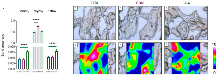 FTIRI analysis of the lipid content and peroxidation in CV sections of CTRL, GDM, and SGA experimental groups. (A) Statistical analysis of the following band area ratios: CH/CH3, unsaturation degree in lipid alkyl chains; CH2/CH3, length of lipid alkyl chains; 1740/AI, C=O ester moiety in lipid alkyl chains. Values are reported as mean ± SD of five independent samples (n = 5). Asterisks indicate significant differences between CTRL (blue) and GDM (purple) and CTRL and SGA (green) groups (**** = p < 0.0001). (B–D) Microphotographs of representative sections of CTRL, GDM, and SGA experimental groups, and (E–G) corresponding false-color images showing the topographical distribution of lipids within the mapped areas; absorbances ranged from white/pink (representing the highest values) and blue/black (representing the lowest ones).