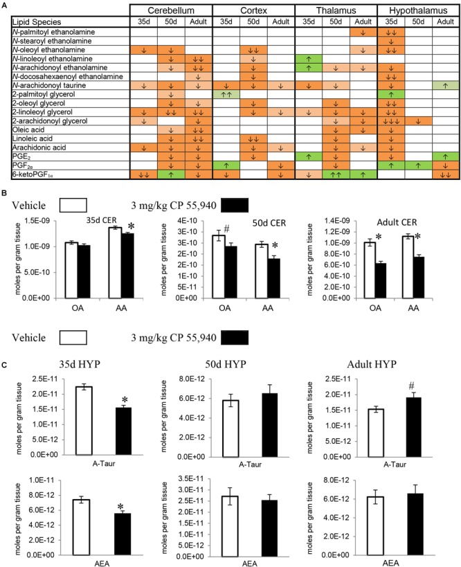 Effects of systemic 3 mg/kg CP 55,940 (CP) on levels of targeted lipids 2 h after injection in the post-natal day (PND) 35, PND 50, and adult CD1 female mouse cerebellum, cortex, thalamus, and hypothalamus. (A) Cells with shaded arrows indicate a change for that lipid in the CP-exposed brain area relative to the same vehicle-exposed area within each age group (35d = PND 35, 50d = PND 50). The arrow color indicates the direction of a significant result relative to control. Green colors represent increases, with darker green representing a significant increase of p < 0.05 and lighter green representing a trending increase of p < 0.10. Orange colors represent decreases in a lipid’s concentration, with darker orange indicating a significant decrease of p < 0.05 and light orange representing a trending decrease of p < 0.10. The number of arrows indicates the magnitude of the difference between CP and vehicle. One arrow indicates a magnitude difference of less than 1.5-fold, two arrows indicate a 1.5- to 1.99-fold change, and three arrows indicate a 2- to 2.99-fold change. A blank cell indicates that there was no change in the lipid’s level due to CP. See Supplementary Figure 4 for more detailed description of analysis. (B) Bar graphs showing mean levels of oleic acid (OA) and arachidonic acid (AA) in the post-natal day 35 cerebellum (35d CER), post-natal day 50 cerebellum (50d CER), and adult cerebellum (adult CER) 2 h after a systemic vehicle injection (open bars) or a systemic 3 mg/kg CP injection (black bars). The units on the y-axis are moles of lipid per gram of tissue. Error bars are ± standard error. Asterisk (∗) represents a difference of p < 0.05 between CP and vehicle groups and the pound sign (#) represents a trending difference of p < 0.10. In the 35d CER, there was no change in levels of OA. In the 50d CER, there was a trending decrease in OA (corresponding to a lighter orange cell with one down arrow in panel A), whereas there was an even larger decrease in OA in the adult CER (corresponding to an orange cell with two down arrows in panel A). In all three age groups, there was a reduction in AA levels in the CP-exposed cerebellum 2 h post-injection. (C) Bar graphs showing mean levels of N-arachidonoyl taurine (A-Taur) and N-arachidonoyl ethanolamine (AEA) in the post-natal day 35 hypothalamus (35d HYP), post-natal day 50 hypothalamus (50d HYP), and adult hypothalamus (adult HYP) 2 h after a systemic vehicle injection (open bars) or a systemic 3 mg/kg CP injection (black bars). The units on the y-axis are moles of lipid per gram of tissue. Error bars are ± standard error. Asterisk (∗) represents a difference of p < 0.05 between CP and vehicle groups and the pound sign (#) represents a trending difference of p < 0.10. In the 35d HYP, acute CP lowered levels of both A-Taur and AEA (corresponding to orange cells with one down arrow in panel A). In the 50d HYP, there are no significant differences in A-Taur or AEA levels between groups. Levels of A-Taur were trending higher in the CP-exposed adult HYP (corresponding to a lighter green cell with one up arrow in panel A), but AEA levels were unaffected in this age group.