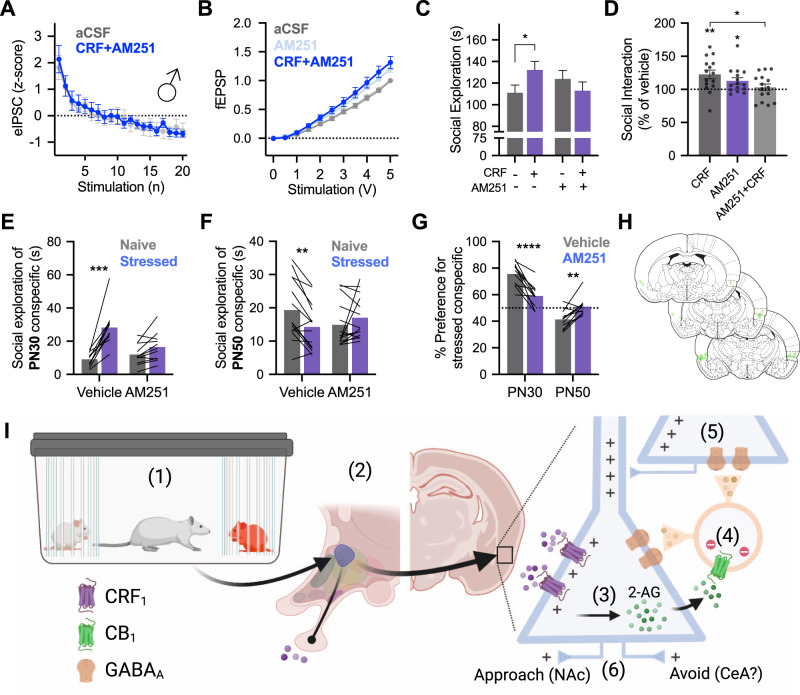 Cannabinoid 1 receptor is necessary for the behavioral and synaptic effects of insular CRF.A fEPSPs recorded from insular cortex slices (n = 8) were insensitive to 300 nM CRF when applied with CB1 receptor antagonist AM251 (2 μM), FVoltage × Drug (1,11) = 2.992, P = 0.0959. B In voltage-clamp recordings of insular cortex pyramidal neurons (n = 9), AM251 prevented the inhibition of eIPSCs previously caused by CRF (50 nM) application, FDrug(1, 8) = 0.0157, P = 0.9032. C In a 5-min social interaction test with male rats (n = 15) CRF injected into the insular cortex increased exploration of juvenile conspecifics (P = 0.0270). CRF given in combination with AM251 did not increase social exploration, FCRF × AM251 (1, 14) = 9.102, P = 0.0092. D For comparison, raw social interaction times from panel C are shown as percent of time relative to the no drug condition. CRF increased interaction (one-sample t-test compared to 100%, t(14) = 3.422, P = 0.0041, AM251 alone increased interaction, t(14) = 2.620, P = 0.0202, but CRF given with AM251 did not differ from vehicle levels, t(14) = 0.5935, P = 0.5623. Importantly, social interaction was greater with CRF alone than in combination with AM521, (P = 0.0110, Sidak test after significant one-way ANOVA, F(2, 28) = 3.705, P = 0.0374). E In SAP tests with juveniles (n = 11), AM251 prevented the formation of a preference for stressed juvenile conspecifics, FDrug × Stress(1, 9) = 22.53, P = 0.0010, such that the preference for stressed juveniles present during vehicle testing (P < 0.0001) was eliminated during AM251 testing (P = 0.0940). F In SAP tests with adult conspecifics (n = 16), AM251 eliminated the preference of test rats for naive adult FDrug × Stress(1, 13) = 19.93, P = 0.0006. A significant preference for naive adults was present in vehicle test rats (P = 0.0013) that was not present in AM251 rats (P = 0.1691). G Percent preference for stressed conspecifics was significantly altered by a combination of AM251 treatment and age of conspecific FAge × Drug(1, 20) = 43.12, P < 0.0001. Specifically, the percent preference for stressed juveniles was significantly reduced (P < 0.0001) while the percent preference for stressed adults was significantly increased (P = 0.0054). H Cannula placements of all animals in the experiments contained in Fig. 4. I Summary of behavioral pharmacology. (1) Exposure to the stressed conspecific causes emotion transfer and release of CRF (purple) from the paraventricular nucleus of the hypothalamus. (2) CRF binds to principal neurons in the insular cortex leading to depolarization and (3) synthesis of endocannabinoids, such as 2-AG. (4) Endocannabinoids (green) bind to CB1 receptors on presynaptic GABAergic interneurons (orange) leading to hyperpolarization and suppression of local inhibition. (5) The loss of GABAergic inhibition permits greater excitatory synaptic transmission among principal neurons (6) whose output shapes social approach or avoidance by projections to nodes in the social decision-making network. Diagram created in BioRender.com. Bar graphs indicate mean with individual replicates, line graphs mean (±SEM). *P < 0.05, **P < 0.01, ***P < 0.001, ****P < 0.0001 (Sidak’s tests).