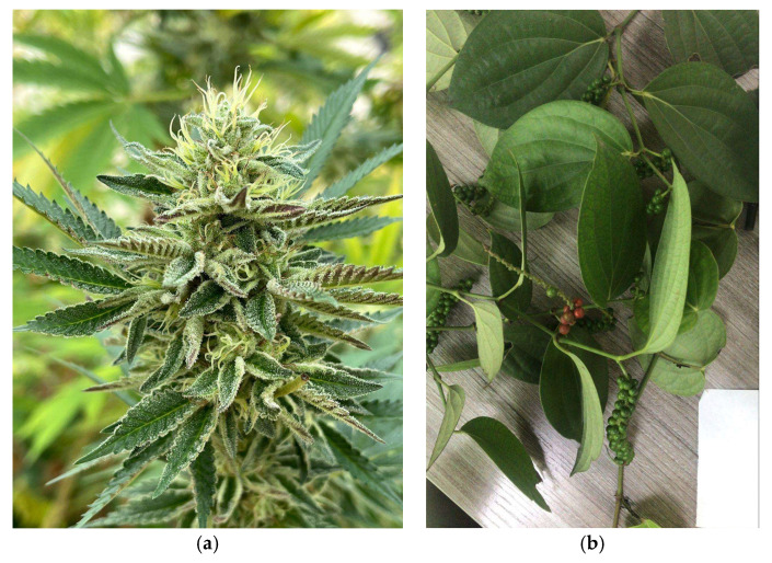 Specimens of Cannabis sativa (a) and Piper nigrum (b).