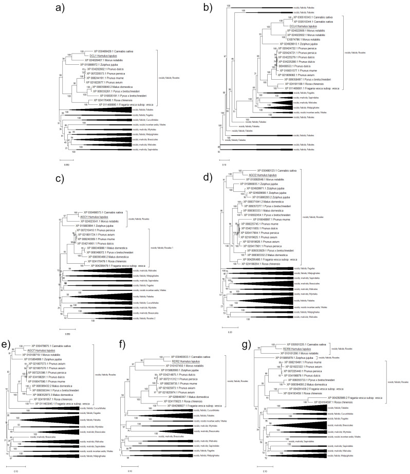 Unrooted phylogenetic trees constructed using the maximum likelihood method (Jones-Taylor-Thornton (JTT) model) based on comparison of amino acid sequences of hops (a) DCL1 (MW658774), (b) DCL4 (MW658775), (c) AGO1 (MW658771), (d) AGO2 (MW658772), (e) AGO7 (MW658773), (f) RDR2 (MW658776) and (g) RDR6 (MW658777) and their homologs from species in the clade Rosidae (NCBI: taxid: 71275). Numbers above nodes indicate the reliability of 1000 bootstrap replicates. Scale bar in each panel represents amino acid substitution per site.
