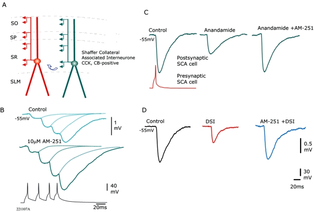 Inhibition at CCK-positive terminals is regulated by CB1 receptors. (A) Schematic of 2 connected CCK-positive Shaffer collateral associated interneurones (SCA) in CA1 stratum radiatum. These connections typically displayed synaptic facilitation (B) and were sensitive to CB1 receptor pharmacology (C) and depolarisation induced suppression of inhibition (DSI) (D). CB1 receptor antagonist/inverse agonist AM-251 (10 µM) prevented the actions of Anandamide (14 µM, CB receptor agonist) and DSI [see ref. 3 for further details]. (B) Bath application of AM-251 at another connection between 2 SCA interneurones resulted in an enhancement of the train of IPSPs elicited. This enhancement to the train of IPSPs suggests that there is a persistent silencing of these synapses via CB1 receptors that was relieved by AM-251.