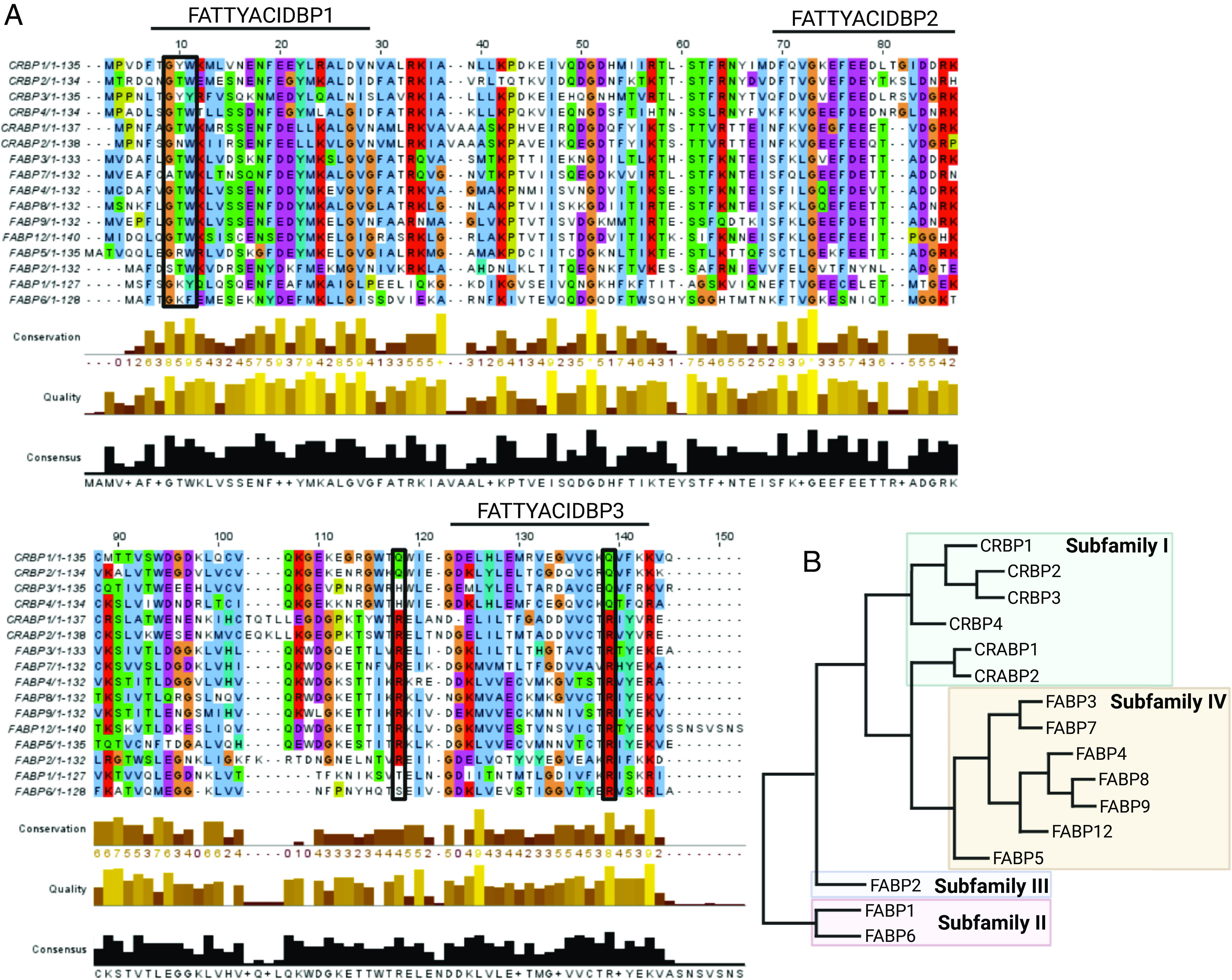 Sequence alignment (A) and phylogenetic tree (B) of human iLBPs. The primary amino acid sequences for all human iLBP family members were collected from the National Center for Biotechnology Information protein database (https://www.ncbi.nlm.nih.gov/protein/). The accession numbers for the amino acid sequences used were P09455.2 (CRBP1), P50120.3 (CRBP2), NP_113679.1 (CRBP3), Q96R05.1 (CRBP4), P29762.2 (CRABP1), P29373.2 (CRABP2), P07148.1 9 (FABP1), P12104.2 (FABP2), P05413.4 (FABP3), P15090.3 (FABP4), Q01469.3 (FABP5), P51161.2 (FABP6), O15540.3 (FABP7), P02689.3 (FABP8), Q0Z7S8.1 (FABP9), A6NFH5.2 (FAPB12). The sequences were aligned using Clustal Omega Multiple Sequence Alignment (https://www.ebi.ac.uk/Tools/msa/clustalo/) (Sievers et al., 2011) and visualized using JalView (Waterhouse et al., 2009). The black bars above the sequence alignment show the three motifs (FATTYACIDBP1-3) that make up the highly conserved fingerprint common to all iLBPs. The colored residues indicate conserved residues based on thresholds set by the Clustal X Color Scheme (https://www.jalview.org/help/html/colourSchemes/clustal.html). Red indicates positively charged residues, blue residues are hydrophobic, magenta are negatively charged, green are polar, orange are glycines, yellow are prolines, and cyan are aromatic. Boxed residues indicate locations of a highly conserved G-x-W triplet common to iLBPs and lipocalins and highly conserved residues involved in ionic interactions with hydroxy and carbonyl groups of ligands. The phylogenetic tree shown in (B) was calculated using the UPGMA clustering method in Simple Phylogeny (https://www.ebi.ac.uk/Tools/phylogeny/simple_phylogeny/) using the multiple sequence alignment data for human iLBPs. Evolutionary distances and phylogenetic relationships should not be inferred from this tree. (Figure created with BioRender.com.)