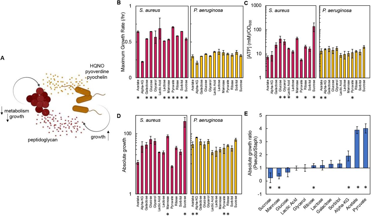 Carbon source in the growth medium affects growth and metabolism in P. aeruginosa and S. aureus; together this determines absolute growth.A) Core interactions that affect growth and metabolism of S. aureus (red) and P. aeruginosa (yellow) when in co-culture. Peptidoglycan from S. aureus activates the expression of virulence factors from P. aeruginosa. These virulence factors, pyoverdine, pyochelin and HQNO, reduce metabolism and growth of S. aureus, which provides a benefit to P. aeruginosa.B) Maximum growth rate of S. aureus (left) and P. aeruginosa (right) when grown in medium with different carbon sources. Raw growth curves in Supplementary Fig. 1A. Average from a minimum of three biological replicates. Error bars are standard deviation. * indicates a significantly greater maximum growth rate (two-tailed t-test, P < 0.05).C) The concentrations of ATP (μM) produced by S. aureus (left) and P. aeruginosa (right) grown in medium with different carbon sources. Concentration of ATP determined using a standard curve (Supplementary Fig. 1B). Standard deviation from a minimum of five biological replicates each consisting of three technical replicates. * indicates a significantly greater concentration of ATP (two-tailed t-test, P < 0.05).D) Absolute growth of S. aureus (left) and P. aeruginosa (right) grown in medium with different carbon sources. Absolute growth calculated using data shown in panels B and C. * indicates a significant difference in absolute growth between both species (two-tailed t-test, P < 0.05).E) Ratio of absolute growth between P. aeruginosa and S. aureus. Data from panel D. * indicates a significant difference as determine using data in panel D.