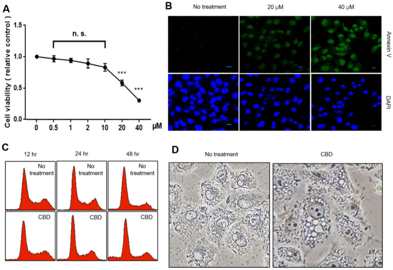 Growth inhibition and morphological changes due to CBD. (A) Cell viability was measured by MTT assay with CBD at various concentrations in A549 cells. Data are presented as mean ± SD. n.s.—no significance, *** p < 0.01 (Student’s t-test). (B) Dead cells were assessed with annexin V staining. (C) FACS analysis was performed with 20 μM of CBD-treated A549 cells at the indicated time points. (D) Cellular morphology was observed with a phase contrast microscope after 20 μM CBD for 48 h.