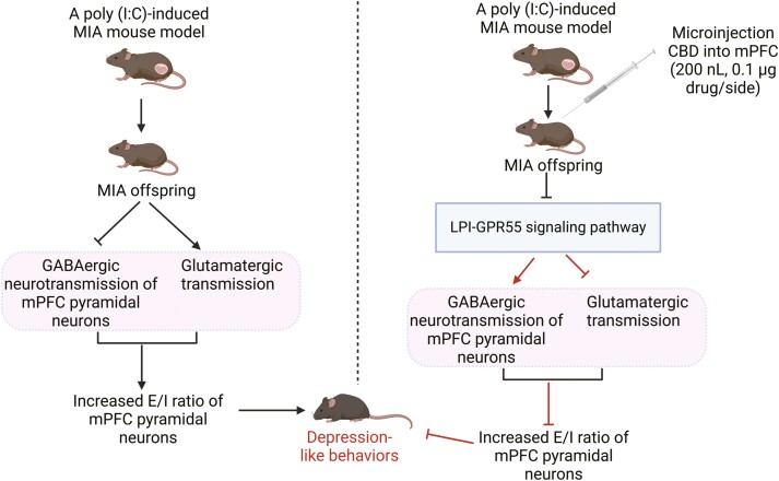 CBD reduces depression-like behaviors in MIA mice via inhibition of the LPI-GPR55 pathway.109 LPI, an endogenous GPR55 agonist, activated GPR55 in the mPFC and resulted in healthy animals exhibiting MIA-like phenotypes that were prevented by CBD treatment.109 MIA selectively increased excitatory synapses and decreased inhibitory synapses, ultimately leading to an increased excitatory-inhibitory (E/I) ratio of mPFC pyramidal neurons in MIA offspring compared to PBS controls.109 In addition, CBD treatment reversed the dysfunction in excitatory and inhibitory neurotransmission and modulated the E/I balance to counter depression-like behavior in MIA mice.109 Moreover, a GPR55 antagonist, CID16020046, could mimic the beneficial effects of CBD.109 These results indicate that the CBD’s therapeutic effects are mediated via the LPI-GPR55 signaling pathway. The figure was generated using BioRender (Agreement number: ZC27NE5NGZ). CBD, cannabidiol; LPI, lysophosphatidylinositol; MIA, maternal immune activation; mPFC, medial prefrontal cortex.