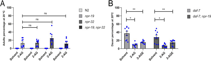 Endocannabinoids stimulate transport of cholesterol by employing pathways independent of npr-19 and npr-32.(A) 2-AG suppresses L2* larval arrest of npr-19, npr-32 and npr-19; npr-32 animals grown for two generations on plates containing 0 μg/ml of cholesterol. All values are from n = 3 independent experiments shown as Mean ± SEM. ns = not significant. N2 is the C. elegans wild-type strain. (B) Endocannabinoids suppress dauer arrest of daf-7 and daf-7; npr-19 grown on plates containing 5 μg/ml of cholesterol. Mann-Whitney rank sum test, *p < 0.001, **p < 0.001. All values are from n = 3 independent experiments are shown as Mean ± SEM. The concentration of 2-AG was 50 μM and of 2-AGE 100 μM.