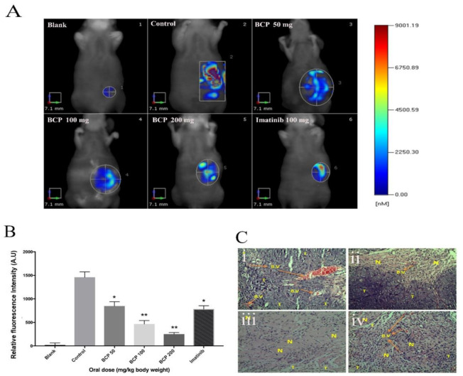 BCP inhibited tumor growth in an orthotopic tumor model as detected by Fluorescent Molecular Tomography. Photographic images represent the anti-tumor activity of BCP. HCT 116 tumor cells implanted orthotopically in the cecal wall of the nude mouse; (A) (1) Blank: normal mice, (2) negative control: untreated mice bearing tumor, (3) mice treated with 50 mg/kg of BCP, (4) mice treated with 100 mg/kg of BCP, (5) mice treated with 200 mg/kg of BCP and (6) positive control: mice treated with 100 mg/kg of Imatinib. (B) Graphical representation of the fluorescent intensity of the tumor in mice treated without and with BCP detected by Fluorescent Molecular Tomography. All data were represented as mean ± SD, n = 5, * p < 0.05 and ** p < 0.01 compared to control. (C) Cross-sections of orthotopic tumor tissues stained with hematoxylin/eosin. The pictures were captured at 20× magnification. (i) Negative control with more blood vessels, (ii) 100 mg/kg of BCP, (iii) 200 mg/kg of BCP, and (iv) positive control: 100 mg/kg of imatinib. (B.V) refers to the blood vessels, (T) refers to viable tumor cells, and (N) refers to necrotic/apoptotic tumor cells.