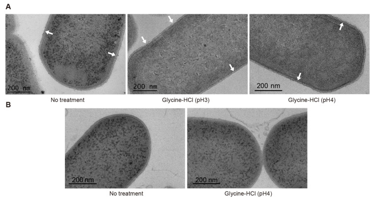 Representative TEM images of vegetative cells of Clostridium botulinum ATCC3502 (A) and ATCC19397 (B). The cells were treated or not treated with 0.2 M glycine-HCl (pH 3 or 4) for 1 min. White arrows indicate intact the S-layer (no treatment), broken and detached S-layer (glycine-HCl, pH 3), and granulated S-layer (glycine-HCl, pH 4).
