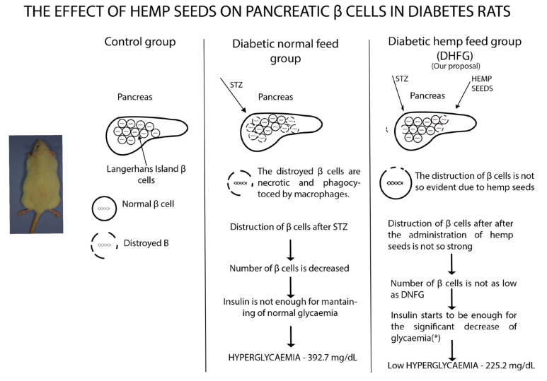 The effect of hemp seeds on pancreatic β cells in diabetes rats. * significant decrease.