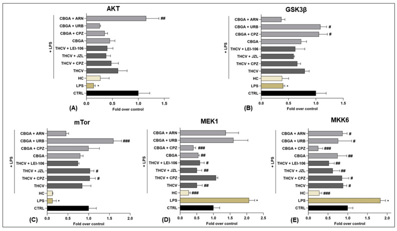 Expression of five of the phosphorylated proteins of the MAPK signaling pathway in HaCaT cells following 24 h treatment with LPS (5.0 µg/mL) in the presence of pCBs (THCV (9.3 µM) and CBGA (13.0 µM)) and selected eCB system antagonists and inhibitors (CPZ (5.0 μM), JZL184 (10.0 μM), LEI-106 (10.0 μM), URB597 (1.0 μM) and ARN19874 (33.7 μM)). Histograms for (A) AKT, (B) GSK3β, (C) mTor, (D) MEK1 and (E) MKK6. Data are presented as means ± SEM of three independent experiments (n = 3). Statistical analysis was performed using a one-way ANOVA test followed by a Bonferroni post hoc test. (* p < 0.05 vs. CTRL; # p < 0.05, ## p < 0.01, ### p < 0.001 vs. LPS).