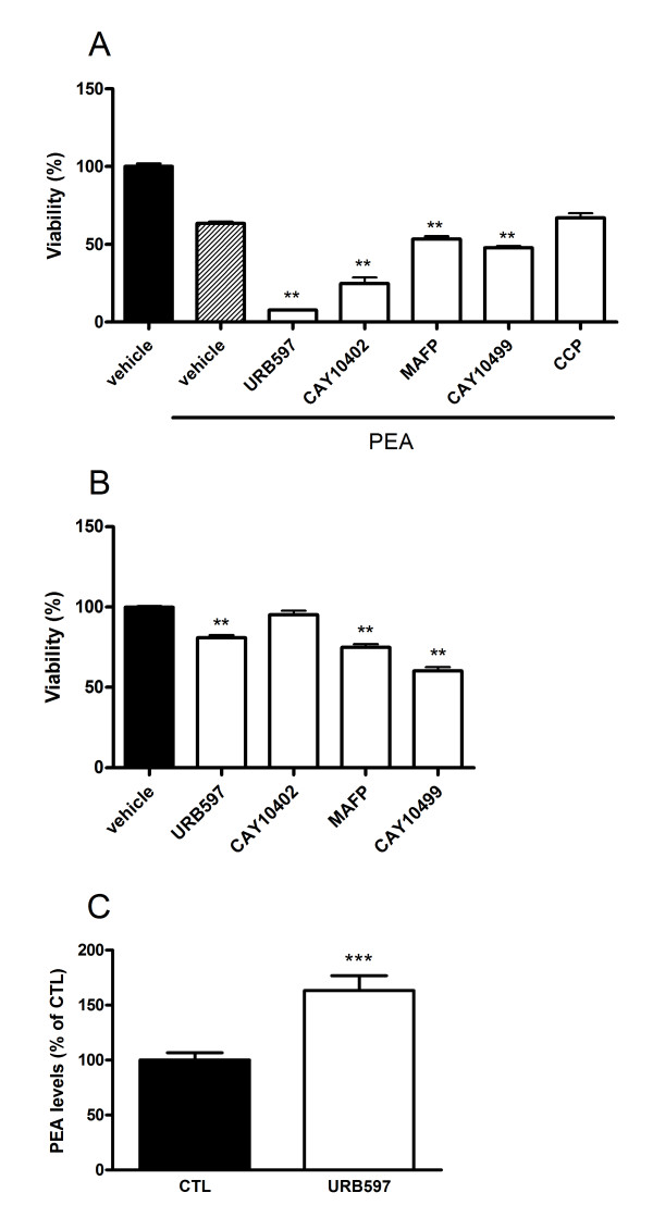 Enhancement of PEA effects on B16 cell viability by hydrolysis inhibitors. (A) The FAAH inhibitors (URB597, CAY10402) and dual FAAH/MAGL inhibitors (MAFP, CAY10499) potentiate PEA cytotoxicity. B16 cells were seeded 5 h before treatment (2000 cells/well in microwells) and incubated with PEA (10 μM) with or without URB597, CAY10402, MAFP, CAY10499 or CCP (at 10 μM). After 72 h of treatment, cytotoxicity was assessed by a MTT test. Data are the mean of three experiments (performed in quintuplicate) and are expressed as percentage of the vehicle control. Significantly different (**P < 0.01) from PEA incubation. (B) URB597, MAFP and CAY10499 slightly decrease B16 cell viability. Cells were seeded 5 h before treatment (2000 cells/well in microwells) and incubated with inhibitors at a concentration of 10 μM. After 72 h of treatment, cytotoxicity was assessed by a MTT test. Data are the mean of three experiments performed in quintuplicate and are expressed as percentage of the vehicle control. Significantly different (**P < 0.01) from vehicle incubation. (C) URB597 increases intracellular levels of PEA as measured by HPLC-MS. B16 cells were incubated for 8 h with URB597 (1 μM). We found in control cells 25.4 ± 3.8 pmol of PEA/107 cells. Data are the mean of three experiments performed in quadruplicate and are expressed as percentage of the vehicle control. Significantly different (***P < 0.001) from vehicle incubation.