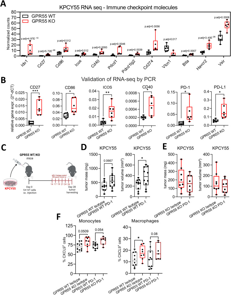 GPR55 deficiency in the TME of KPCY55 tumors influences anti-PD-1 treatment. (A) RNA-seq-derived normalized counts (transcripts per million with p-adjusted values (p.adj)) and (B) RT-qPCR data (normalized to Hprt) for a select number of immune checkpoint and costimulatory molecules. n=6. (C) GPR55 KO and WT mice were subcutaneously (s.c.) injected on day 0 with 5x105 KPCY55 cells. Starting on day 14, six rounds of anti-PD1 antibodies or isotype control were injected i.p. into mice. On day 28, tumors were measured ex vivo and used for analysis. (D, E) Ex vivo measurement of tumor mass and volume in isotype control (Isotype) and anti-PD1 antibody (PD-1) treated mice. n=8-10 per group. Statistical differences were evaluated using unpaired Student’s t-test. (F) Flow cytometric analysis of monocytes and macrophages positive for CXCL9 expression in KPCY55 tumors from WT or GPR55KO mice. Statistical differences were evaluated using two-way ANOVA with Šídák’s multiple comparisons test. In all datasets, data indicate medians, 25th and 75th percentiles, and min-max values. *p<0.05, **p<0.01, ***p<0.001. n=7-10. WT, wildtype; KO, knockout; p.adj, adjusted p-value; PD-1, anti-PD-1 antibody; Isotype, isotype control; TME, tumor microenvironment.
