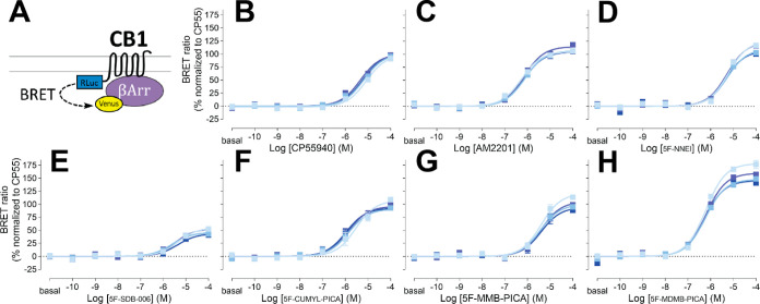 β-Arrestin 2 recruitment BRET drug-induced recruitment BRET between CB1R-Rluc and β-arrestin 2-Venus (A) measured in response to CP55940 (B), AM2201 (C), 5F-NNEI (D), 5F-SDB-006 (E), 5F-CUMYL-PICA (F), 5F-MMB-PICA (G), and 5F-MDMB-PICA (H) at various time points (2, 16, 30, and 44 min light to dark blue). Concentration–response curves are plotted as a percentage of maximal response by CP55940 at each time point and presented as means ± SEM of n ≥ 3 independent experiments.