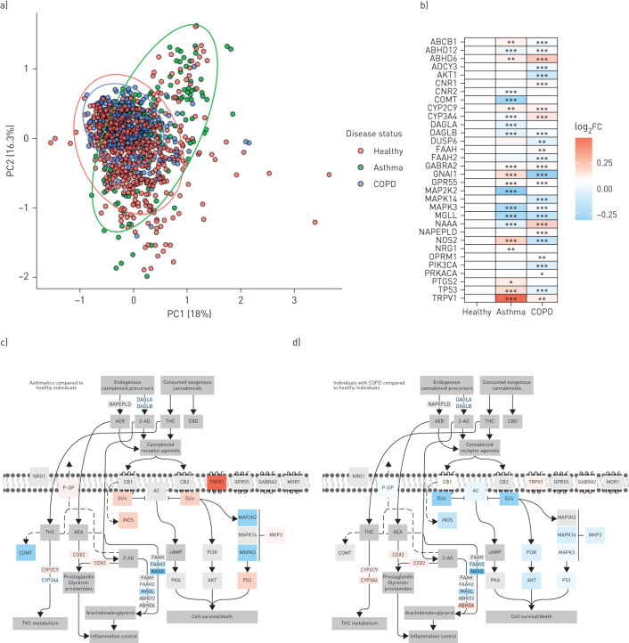 Impact of disease status on endocannabinoid system gene expression analysis in human airway epithelial cells from healthy individuals, people with asthma, and individuals with COPD. a) Principal-component (PC) analysis plot of healthy subjects (n=616), people with asthma (n=136) and individuals with COPD (n=338) generated by expression patterns of the 32-gene endocannabinoid signature. The first (18%) and second (16.3%) PCs were used. Ellipses were added to represent 95% confidence intervals per sex. b) Gene expression data of the 32 genes were compared between healthy, asthmatic and COPD samples. The log2-transformed mean expression values were compared to that of the healthy samples and shown as log2 fold change (FC). Visual representation of the differences in the 32-gene endocannabinoid signature between c) healthy subjects and people with asthma and d) healthy subjects and individuals with COPD. Colour coding is reflective of log2FC relative to healthy subjects. THC: tetrahydrocannabinol. *: p<0.05; **: p<0.01; ***: p<0.001.