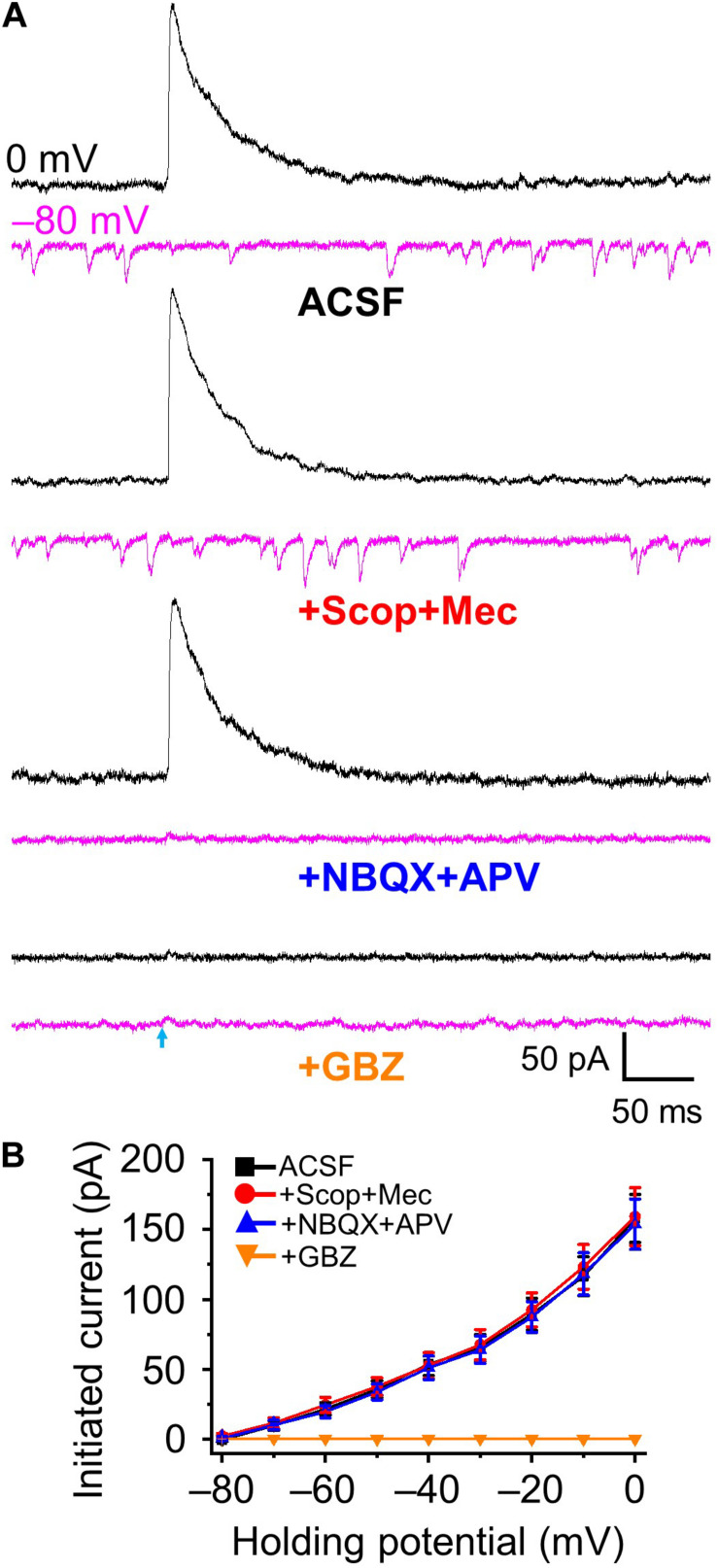 Optical stimulation induced GABAA-mediated inhibitory postsynaptic currents. (A) Example traces showing postsynaptic currents at the holding potential of 0 mV (black) and –80 mV (magenta) in ACSF, +Scop+Mec (mAChR and nAChR antagonists scopolamine, 10 μM and mecamylamine, 10 μM, respectively), further addition of NBQX+APV (AMPA/kainate receptor antagonist NBQX, 10 μM and NMDA receptor antagonist APV, 50 μM) and further addition of GBZ (gabazine, GABAA receptor antagonist, 10 μM). (B) Group data showing optical stimulation-initiated currents at holding potentials from 0 to −80 mV in 10 mV increments. N = 5.