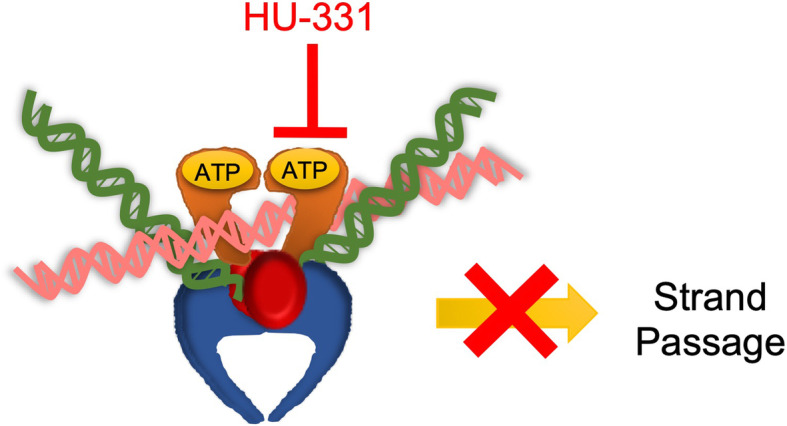 HU-331 inhibits the catalytic cycle of topoisomerase II. TOP2 (orange, red, and blue) binds to two segments of DNA (pink and green). HU-331 blocks ATP hydrolysis by the ATPase domain (orange), which results in the inability to perform strand passage and traps the enzyme on DNA