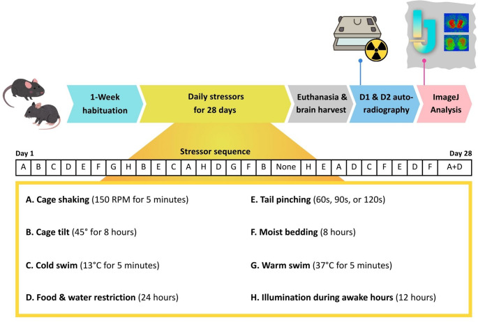 A schematic diagram of experimental design. Different stressors were administered daily to FABP7+/+ and FABP7−/− groups throughout the 28-days unpredictable chronic mild stress paradigm