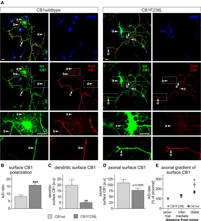 Axonal polarization of HA-CB1wt and HA-CB1F238L in primary hippocampal neurons. Immunocytochemistry was performed using primary rat hippocampal neurons which were transfected with either HA-CB1wt or HA-CB1F238L. (A) Surface HA-CB1 receptor is shown in red, total HA-CB1 receptor in green and microtubule-associated protein 2 (MAP2) in blue. Surface HA-CB1 receptor was quantified in 20 × 1 μm regions of interest (ROIs) in the dendrites (MAP2+; a), proximal axon (MAP2−; b), intermediate axon (MAP2−; c) and distal axon (MAP2−; d). (B) The polarization index (A/D) for surface CB1 receptor was determined by dividing average axonal surface fluorescence by average dendritic surface fluorescence (Scale bar: 20 μm). (C) There is a significant reduction in dendritic surface CB1F238L receptor. (D) In the axon, there is a small reduction in surface CB2F238L, which did not reach statistical significance though. (Student’s t-test. Data are presented as the mean ± SEM of 21 HA-CB1wt cells and 30 HA-CB1F238L cells of two independent experiments. **p < 0.01; ***p < 0.001). (E) Intermediate and distal axonal surface CB1 receptor is expressed as percent of surface CB1 receptor in the proximal axon (repeated measures ANOVA and Bonferroni’s post hoc test. Data are presented as the mean ± SEM of 19 HA-CB1wt cells and 26 HA-CB1F238L cells of two independent experiments. *p < 0.05).