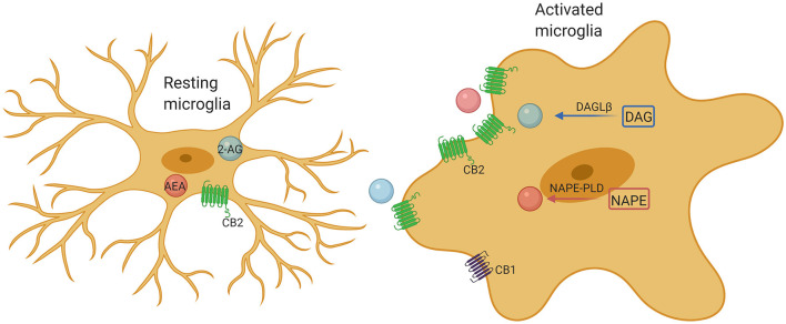 Microglia comprise a complete endocannabinoid signaling system. Microglia produce ~20-fold more endocannabinoids than neurons and other glial cells, and may be a major cellular source of endogenous cannabinoids under neuroinflammatory conditions. Upon activation, microglia markedly increase their endocannabinoids synthesis and upregulate their CB2 receptor expression, promoting protection of the microglia phenotype by enhancing their neuroprotective factor production and reducing their proinflammatory factor release.