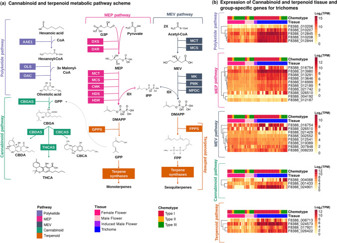 Cannabinoid and terpenoid biosynthesis. a Schematic representation of the metabolic pathways underlying cannabinoid and terpenoid production, with key enzymatic steps highlighted. b Expression profiles of cannabinoid- and terpenoid-related genes in trichome and whole-flower samples. Expression levels are shown across chemotypes to illustrate tissue specificity and chemotype-associated patterns.