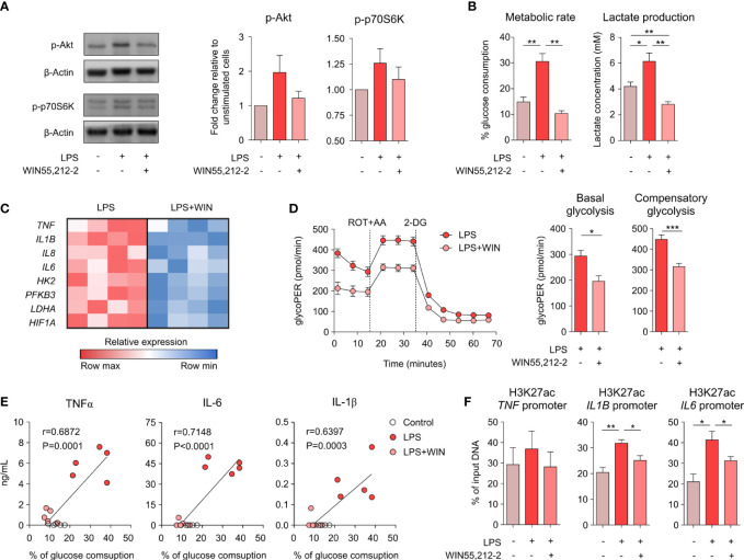 WIN55,212-2 impairs the metabolic and epigenetic reprogramming induced by LPS in human macrophages. (A) Representative western blot (left) and densitometric quantification (right) of GM-MΦs stimulated with medium, LPS (10 ng/mL) or LPS plus WIN55,212-2 (10 µM). The graph shows combined results from 30 and 60 min of stimulation (n=6 independent experiments with 4 different donors). (B) Percentage of glucose consumption and lactate concentration measured from cell-free supernatants of GM-MΦs stimulated with medium, LPS (10 ng/mL) or LPS plus WIN55,212-2 (10μM) (n=6). (C) Heat map showing the expression of pro-inflammatory cytokine and glycolysis-related genes in GM-MΦs stimulated with LPS or LPS+WIN55,212-2 during 4h (n=4). (D) Real-time analysis of glycolytic Proton Efflux Rate (glycoPER) of GM-MΦs after 18h stimulation with LPS or LPS plus WIN55,212-2 (LPS+WIN) at basal conditions and after sequential addition of rotenone plus antimycin A (ROT+AA) and 2-deoxyglucose (2-DG). Graphs representing basal and compensatory glycolysis are displayed (right) (n=6 of two independent experiments). (E) Correlation between TNFα, IL-1β or IL-6 with the % of glucose consumption of GM-MΦs stimulated with medium (Control), LPS or LPS+WIN (n=5). (F) Analysis of H3K27ac histone modifications at the promoter sites of the indicated genes in GM-MΦs stimulated with medium, LPS or LPS plus WIN55,212-2 for 4h (n=5). Values are shown as mean ± SEM. Statistical significance was determined by One-way ANOVA (B, F) Unpaired t test (D) or Spearman test (E). *P<0.05, **P<0.01 and ***P<0.001.