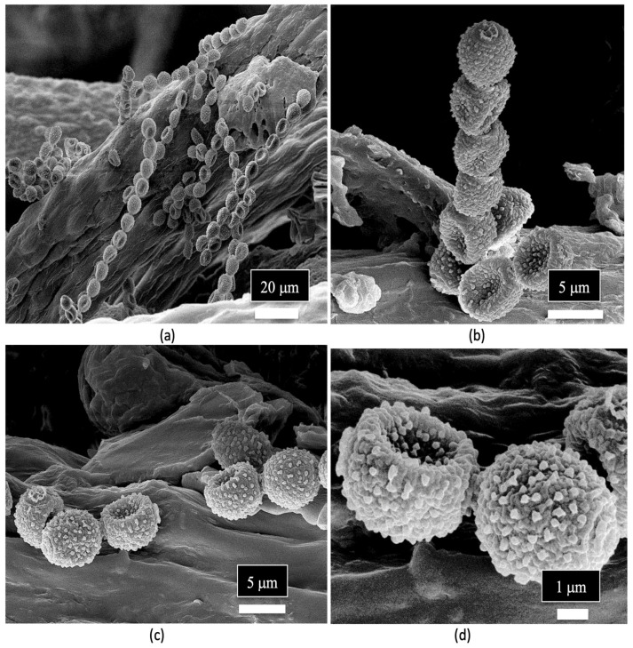 Spores of Penicillium sp. observed in the xylem tissues of the stem of a cannabis mother plant. (a,b) The spores are produced in distinct chains and (c,d) are echinulate (with spines).