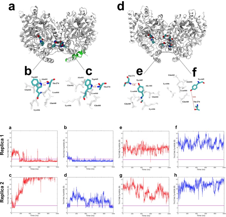 Molecular dynamics of rFAAH and its W445Y mutant. Upper Panel: Last frame snaphots of MD simulations of the URB597/rFAAH (a) and the URB597/W445Y-rFAAH complexes (d), where the URB597 molecule is covalently bound in the active site of one monomer only (monomer A). Schematic representation of most frequent W445:T274 interactions (b,c) and Y445:T274 interactions (e,f) over the simulation is reported; related residues are also depicted in the dotted squares (a,d). Distances between residues are indicated with red broken lines (b,c,e,f). Lower Panel: The HB plots URB/rFAAH complex (a–d), where distances (expressed in Å) between the OH group of T274 and the W445’s sidechain nitrogen over all the trajectory length, are shown. These simulations indicate that the T274 of monomer A of wild type rFAAH establishes a hydrogen bond with the W445 of monomer B (and viceversa) in 3 cases of the 4 analyzed trajectories length. The HB Plots of URB/W445Y-rFAAH complex (e–h) show that in the rFAAH mutant the distances between the OH group of T274 and Y445’s sidechain hydroxyl in both monomers and all replicas (e–h) are not compatible with the formation of a hydrogen bond. These MD simulations suggest that the hydrogen bond is more likely to form in the wild-type rFAAH. A line y = 3 highlights peaks over 3 Å for each of the plot.