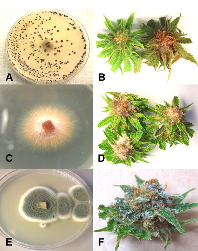 Inoculation experiments conducted on developing buds of Cannabis sativa to determine the extent of disease development caused by 3 fungi. (A, B) Inoculation with Botrytis cinerea and culture morphology of the B. cinerea isolate used. (C, D) Inoculation with Fusarium oxysporum and colony morphology of the isolate of F. oxysporum used. (E, F) Inoculation with Penicillium olsonii and colony morphology of the P. olsonii isolate used.