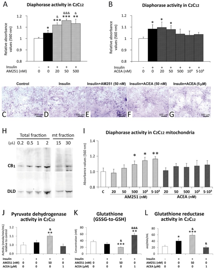 AM251 increased diaphorase/oxidative, pyruvate dehydrogenase and glutathione reductase activity.AM251 and ACEA effects on the diaphorase/oxidative activity in C2C12 myotubes in culture (A,B), and in the C2C12 mitochondrial fraction in vitro (I). AM251 and Representative images of differentiated C2C12 cells showing NBT staining (C-G). Representative immunoblots of CB1 receptor and DLD from the total and mitochondrial protein fractions of C2C12 myotubes (H). ACEA effects on the pyruvate dehydrogenase, glutathione content and glutathione reductase activity in C2C12 myotubes in culture (J-L). ANOVA (n = 8): *P<0.05, **P<0.01, ***P<0.001 vs. control C2C12 (white bar); & P<0.05, &&& P<0.001 vs. insulin C2C12 (black bar).