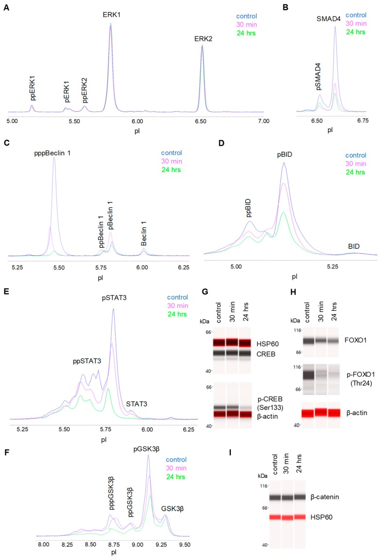 Proteomic profiling of the effects of a CBD oil. The proteomic profiles before and after 30 min and 24 h of treatment with CBD oil V1. (A) ERK1/2; (B) SMAD4; (C) beclin-1; (D) BID; (E) STAT3; (F) GSK3β; (G) CREB; (H) FOXO1; and (I) β-catenin. SH-SY5Y cells were treated with CBD oil V1 at 100 µg/mL final CBD concentration.
