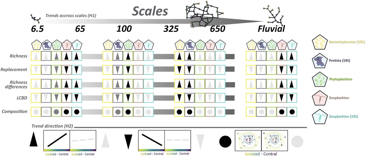 Hypothesised trends for each taxonomic group along the six scales defined in this study for the four metrics of community (richness, replacement, richness difference and LCBD) and multivariate analysis (dbRDA). Each scale corresponds to a network built out from all lakes found at 6.5, 65,100, 325, 650 km and along the fluvial network of the sampled lakes from which centrality gradients were calculated (see methods). Centrality gradient is represented in the x axis of the plots ranging from isolated (yellow) until central (purple) lakes. Dark solid lines (or symbols) represent significant trends and grey dashed lines (or symbols) non-significant trends.