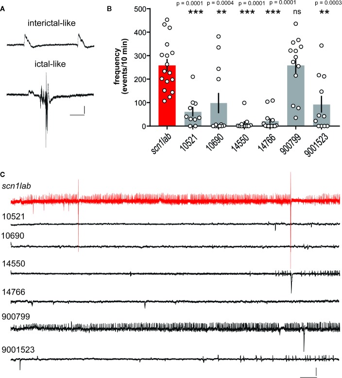 Electrophysiological assay for compounds identified in the locomotion-based screening assay. (A) Local field potential (LFP) recordings were obtained with an glass micro-electrode placed under visual guidance in the midbrain of agar-immobilized scn1lab larvae that had previously showed reduced seizure-like behavior in the locomotion assay. Representative examples of events classified as interictal- or ictal-like are shown. Scale bars: 1 mV, 0.5 s, (B) Bar graphs show the frequency of epileptiform events in a 10 min recording epoch for scn1lab larvae exposed to DMSO vehicle (scn1lab mutants; n = 17), JWH 018 N-(5-chloropentyl) analog (compound #10521; n = 10), JWH 018 N-(2-methylbutyl) isomer (compound #10690; n = 12), 5-fluoro PB-22 5-hydroxyisoquinoline isomer (compound #14550; n = 11), 5-fluoro ADBICA (compound #14766; n = 13), JWH 018 adamantyl analog (compound #9000799; n = 13), and AB-FUBINACA 3-fluorobenzyl isomer (compound #90001523; n = 11). Mean ± SEM and individual data points are shown. One-way analysis of variance with Dunnet's multiple comparisons was used to test for significance. **p < 0.001; *** p < 0.0001. (C) Representative electrophysiology traces (10 min) are shown for SC compounds 10521, 10690, 14550, 14766, 9000799, and 900015323 compared to an scn1lab mutant zebrafish (red). Scale bars: 1 mV, 10 s.