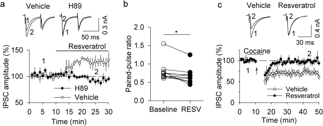 Resveratrol potentiated GABAA receptor-IPSCs by enhancing cAMP/PKA signaling and blocked I-LTD in VTA dopamine neurons. (a,b). Bath application of resveratrol (100 µM) increased the amplitude of evoked IPSCs (p < 0.01, n = 10), which was accompanied by a decrease in the PPR (*p < 0.05, n = 10). This potentiation was blocked by the PKA inhibitor H-89 (10 µM; p < 0.05 vs. resveratrol alone, n = 6). (c) The combination of cocaine application and 10 Hz stimulation for 5 min induced I-LTD in VTA dopamine neurons (p < 0.001, n = 7), which was blocked by the continuous presence of resveratrol (100 µM; p < 0.01 vs. control, n = 6).