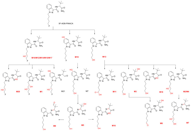 The 21 metabolites and predicted metabolic ways of 5F-ADB-PINACA. (The metabolites highlighted in red were detected in zebrafish).