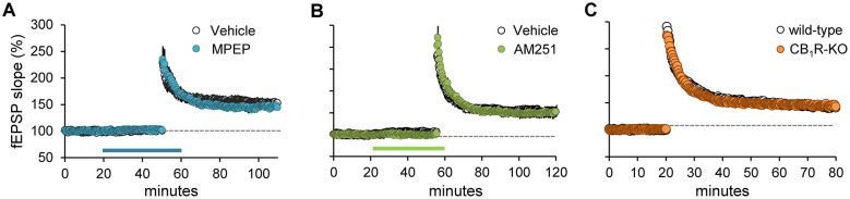 Figure with three line graphs labeled A, B, and C showing time courses of fEPSP slope percentage over minutes. Graph A compares Vehicle (black) and MPEP (blue), B compares Vehicle (black) and AM251 (green), and C compares wild-type (black) and CB1R-KO (orange). Colored bars below the x-axes indicate drug or genotype application periods. Each drug treatment group shows a decrease in fEPSP slope following application, converging toward the Vehicle or wild-type baseline.