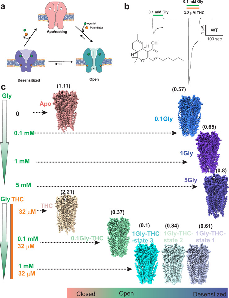 Cryo-EM analysis of GlyR gating and THC modulation.a Schematic representation of GlyR gating involving transitions from the Apo (resting) to glycine-bound, open and desensitized conformations. b TEVC recording of GlyR currents activated by 0.1 mM glycine, and with co-application of 3.2 μM Δ9-tetrahydrocannabinol (THC). Chemical structure of THC. c Cryo-EM 3D reconstructions of various GlyR conformations captured as a function of THC and Gly concentrations. A heuristic score is provided in parenthesis alongside each structure95. A cut-off value of Σd > 0.55 is used for predicting a non-conductive conformation. GlyR-Apo and GlyR-5gly were previously reported19.