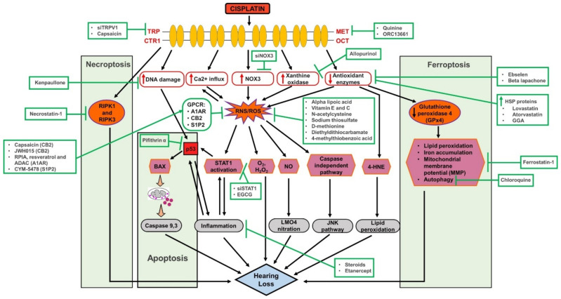Comprehensive figure of cisplatin ototoxicity and potential targets for otoprotection. Cisplatin entry through several membrane sites including MET (mechanoelectrical transduction), TRP (transient receptor potential) and OCT (organic cation transporters) channels. Several mechanisms of cisplatin ototoxicity are listed, namely the generation of ROS via NOX3, leading to the activation of lipid peroxidation, DNA damage, inflammation and cell death pathways. Several potential targets for otoprotection include inhibition of drug entry (via MET channels), scavenging of ROS (using antioxidants), inhibition of inflammation (using anti-inflammatory drugs) and inhibition of apoptosis (using p53 inhibitors).