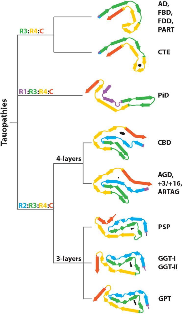Structure-based classification of tauopathies