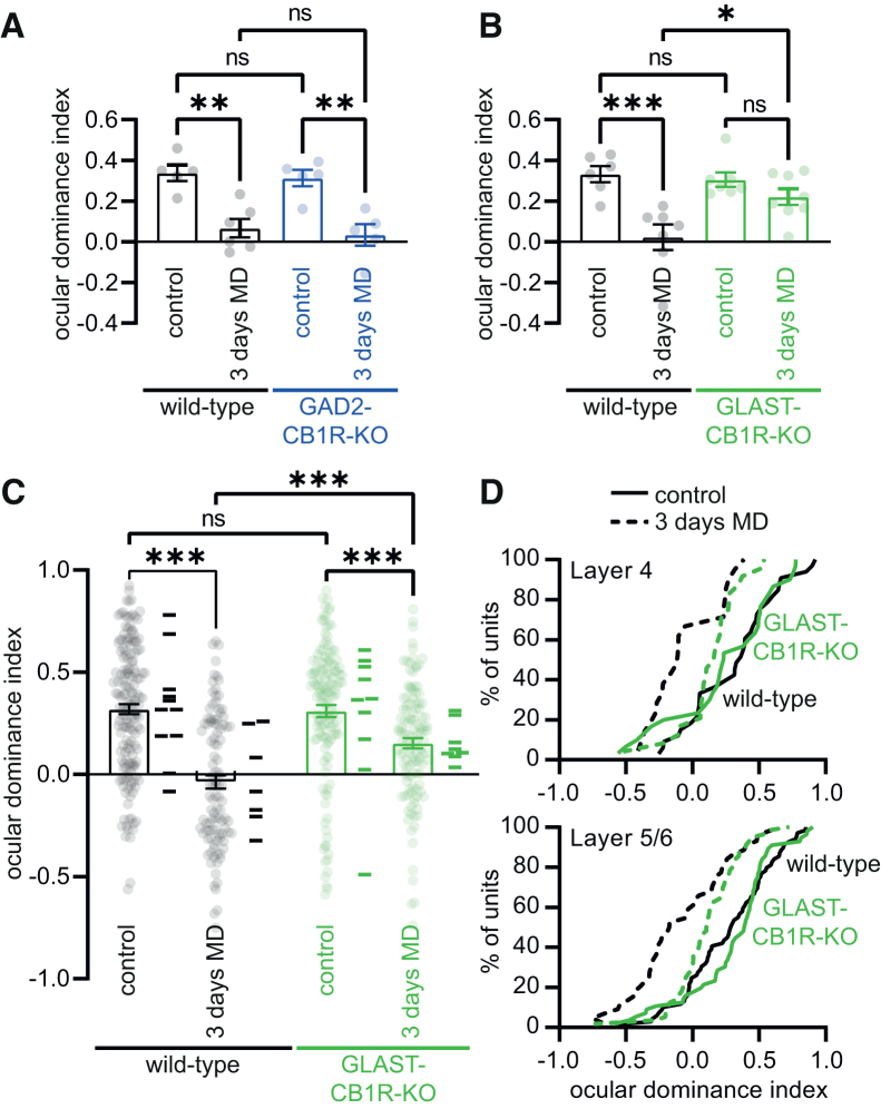 Ocular dominance plasticity is disrupted upon loss of astrocyte CB1 receptors(A) Summary graphs of the ocular dominance index, as assessed using optical imaging of the intrinsic signal. Data are shown for GAD2-CB1R-KO mice (blue) and their wild-type littermates (black), both under control conditions and after 3 days of monocular deprivation (3 days MD). Dots indicate recorded ocular dominance index for individual mice. Bars show mean.(B) Same as in (A) but now for GLAST-CB1R-KO mice (green) and their wild-type littermates (black).(C) Same as in (A) and (B), but here ocular dominance index was assessed using in vivo electrophysiology. Dots represent individual single units, bars show mean, and lines next to the bars indicate averaged ocular dominance index for all units per mouse.(D) Cumulative distribution of ocular dominance index against % of units, for deep cortical layers (L4 and L5/6). Dotted lines represent non-deprived controls, and solid lines represent 3 days monocular deprivation. Green lines show data from GLAST-CB1R-KO mice and black lines from wild-type littermates. Error bars indicate SEM. ∗p ≤ 0.05; ∗∗p ≤ 0.01; ∗∗∗p ≤ 0.001.