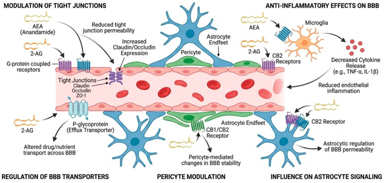 Effects of endogenous cannabinoids on the BBB.