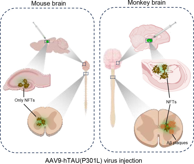 Generation of Aβ oligomers is species- and brain region-specificAβ aggregation is induced exclusively by the mutant hTau (P301L) expression in the spinal cord of monkeys, but not in the hippocampus. Green hexagon symbolizes AAV9-hTau (P301L) virus, which drives tau protein accumulation, while brown plaques represent resulting Aβ aggregates.