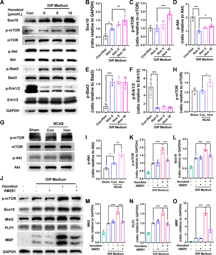Honokiol up-regulates Sox10 through the CB1/mTOR pathway. A Western blots of the expression of Sox10, p-mTOR, mTOR, p-Stat3, Stat3, p-Akt, Akt, p-Erk1/2, and Erk1/2 in primary OPCs treated with 5 or 10 μmol/L honokiol in differentiating medium with GAPDH as a loading control. B–F Quantitative analysis of the Western blots as in A. G Western blots of the expression of p-mTOR, mTOR, p-Akt, and Akt in the corpus callosum 2 months after BCAS. H, I Quantitative analysis of the Western blots as in B. J Western blot of the protein expression of Sox10, p-mTOR, MAG, PLP1, and MBP in primary OPCs cotreated with 10 μmol/L honokiol and/or 10 nmol/L AM251 (a CB1 antagonist) for 24 h with GAPDH as a loading control. K–O Quantitative analysis of the Western blots as in J. All results are expressed as the mean ± SD. n = 4, *P <0.05, **P <0.01, ***P <0.001, NS no statistically significant difference, one-way ANOVA.