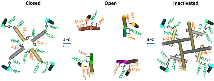 Intersubunit interactions in oxidized hTRPV3 during cold-induced channel gating transitions.The homo-tetrameric cryo-EM structures of the hTRPV3 channel with THCV bound in cNW30 nanodiscs in the closed, open and inactivated states at 4 °C (PDB ID, 8V6K, 8V6L and 8V6M, respectively) were used for the model.